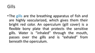 Gills
•The gills are the breathing apparatus of fish and
are highly vascularized, which gives them their
bright red color. An operculum (gill cover) is a
flexible bony plate that protects the sensitive
gills. Water is “inhaled” through the mouth,
passes over the gills and is “exhaled” from
beneath the operculum.
 