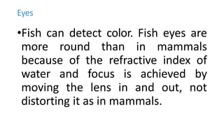 Eyes
•Fish can detect color. Fish eyes are
more round than in mammals
because of the refractive index of
water and focus is achieved by
moving the lens in and out, not
distorting it as in mammals.
 