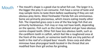 Mouth • The mouth’s shape is a good clue to what fish eat. The larger it is,
the bigger the prey it can consume. Fish have a sense of taste and
may sample items to taste them before swallowing if they are not
obvious prey items. Most freshwater Florida fish are omnivorous.
Some are primarily piscivorous, which means eating mostly other
fish. The imported grass carp is one of the few large fish that are
primarily herbivorous. Fish may or may not have teeth, depending
on the species. Fish such as the chain pickerel and gar have obvious
canine-shaped teeth. Other fish have less obvious teeth, such as
the cardiform teeth in catfish, which feel like a roughened area at
the front of the mouth; or vomerine teeth that are tiny patches of
teeth in the roof of a striped bass' mouth. Grass carp and other
minnows have pharyngeal teeth located in the throat that are
modified from their gill arches for grinding.
 