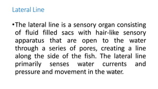 Lateral Line
•The lateral line is a sensory organ consisting
of fluid filled sacs with hair-like sensory
apparatus that are open to the water
through a series of pores, creating a line
along the side of the fish. The lateral line
primarily senses water currents and
pressure and movement in the water.
 