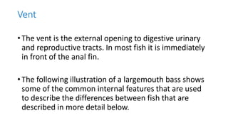 Vent
•The vent is the external opening to digestive urinary
and reproductive tracts. In most fish it is immediately
in front of the anal fin.
•The following illustration of a largemouth bass shows
some of the common internal features that are used
to describe the differences between fish that are
described in more detail below.
 