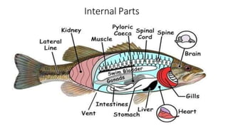 Internal Parts
 