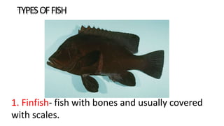 TYPESOFFISH
1. Finfish- fish with bones and usually covered
with scales.
 