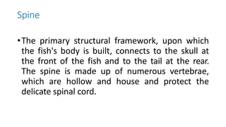 Spine
•The primary structural framework, upon which
the fish's body is built, connects to the skull at
the front of the fish and to the tail at the rear.
The spine is made up of numerous vertebrae,
which are hollow and house and protect the
delicate spinal cord.
 