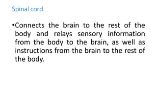 Spinal cord
•Connects the brain to the rest of the
body and relays sensory information
from the body to the brain, as well as
instructions from the brain to the rest of
the body.
 