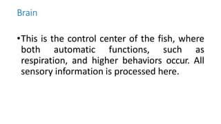 Brain
•This is the control center of the fish, where
both automatic functions, such as
respiration, and higher behaviors occur. All
sensory information is processed here.
 