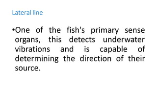 Lateral line
•One of the fish's primary sense
organs, this detects underwater
vibrations and is capable of
determining the direction of their
source.
 