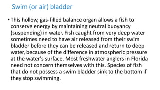 Swim (or air) bladder
•This hollow, gas-filled balance organ allows a fish to
conserve energy by maintaining neutral buoyancy
(suspending) in water. Fish caught from very deep water
sometimes need to have air released from their swim
bladder before they can be released and return to deep
water, because of the difference in atmospheric pressure
at the water's surface. Most freshwater anglers in Florida
need not concern themselves with this. Species of fish
that do not possess a swim bladder sink to the bottom if
they stop swimming.
 