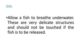 Gills
•Allow a fish to breathe underwater.
These are very delicate structures
and should not be touched if the
fish is to be released.
 