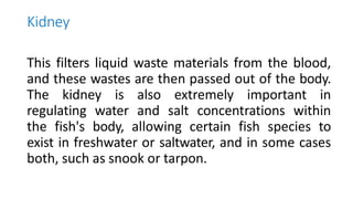 Kidney
This filters liquid waste materials from the blood,
and these wastes are then passed out of the body.
The kidney is also extremely important in
regulating water and salt concentrations within
the fish's body, allowing certain fish species to
exist in freshwater or saltwater, and in some cases
both, such as snook or tarpon.
 