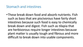 Stomach and intestines
•These break down food and absorb nutrients. Fish
such as bass that are piscivorous have fairly short
intestines because such food is easy to chemically
break down and digest. Fish such as tilapia that
are herbivorous require longer intestines because
plant matter is usually tough and fibrous and more
difficult to break down into usable components.
 