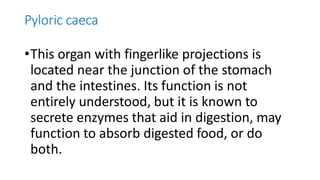 Pyloric caeca
•This organ with fingerlike projections is
located near the junction of the stomach
and the intestines. Its function is not
entirely understood, but it is known to
secrete enzymes that aid in digestion, may
function to absorb digested food, or do
both.
 