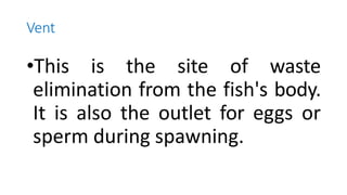 Vent
•This is the site of waste
elimination from the fish's body.
It is also the outlet for eggs or
sperm during spawning.
 