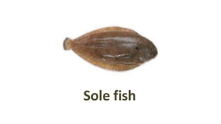 Sole fish
 