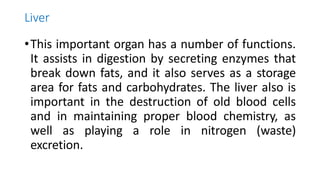Liver
•This important organ has a number of functions.
It assists in digestion by secreting enzymes that
break down fats, and it also serves as a storage
area for fats and carbohydrates. The liver also is
important in the destruction of old blood cells
and in maintaining proper blood chemistry, as
well as playing a role in nitrogen (waste)
excretion.
 