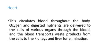 Heart
•This circulates blood throughout the body.
Oxygen and digested nutrients are delivered to
the cells of various organs through the blood,
and the blood transports waste products from
the cells to the kidneys and liver for elimination.
 