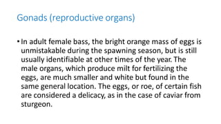 Gonads (reproductive organs)
•In adult female bass, the bright orange mass of eggs is
unmistakable during the spawning season, but is still
usually identifiable at other times of the year. The
male organs, which produce milt for fertilizing the
eggs, are much smaller and white but found in the
same general location. The eggs, or roe, of certain fish
are considered a delicacy, as in the case of caviar from
sturgeon.
 