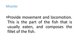 Muscles
•Provide movement and locomotion.
This is the part of the fish that is
usually eaten, and composes the
fillet of the fish.
 