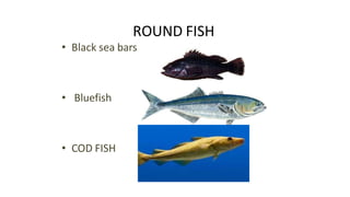ROUND FISH
• Black sea bars
• Bluefish
• COD FISH
 