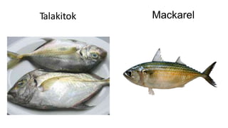 Mackarel
Talakitok
 
