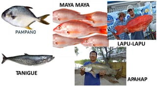 TANIGUE
LAPU-LAPU
APAHAP
MAYA MAYA
 
