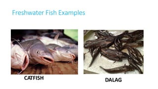 Freshwater Fish Examples
CATFISH DALAG
 