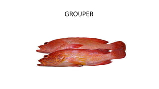 GROUPER
 