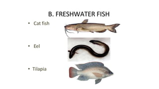 B. FRESHWATER FISH
• Cat fish
• Eel
• Tilapia
 