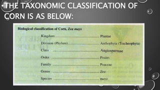 Variety of life, Binomial Nomenclature | PPTX