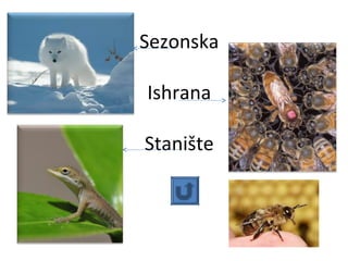 Sezonska
Ishrana
Stanište

 