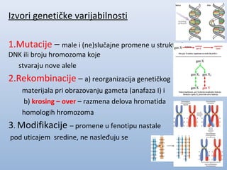 Izvori genetičke varijabilnosti
1.Mutacije – male i (ne)slučajne promene u strukturi
DNK ili broju hromozoma koje
stvaraju nove alele

2.Rekombinacije – a) reorganizacija genetičkog
materijala pri obrazovanju gameta (anafaza I) i
b) krosing – over – razmena delova hromatida
homologih hromozoma

3. Modifikacije – promene u fenotipu nastale
pod uticajem sredine, ne nasleđuju se

 