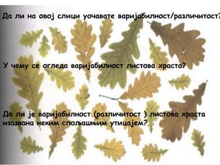 Да ли на овој слици уочавате варијабилност/различитост?
У чему се огледа варијабилност листова храста?
Да ли је варијабилност (различитост ) листова храста
изазвана неким спољашњим утицајем?
 