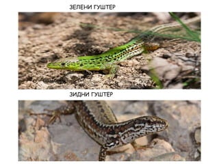 ЗЕЛЕНИ ГУШТЕР
ЗИДНИ ГУШТЕР
 