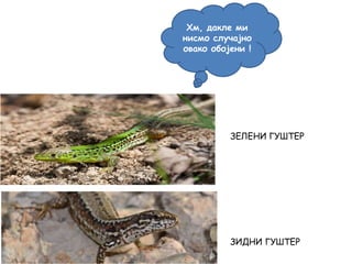 ЗЕЛЕНИ ГУШТЕР
ЗИДНИ ГУШТЕР
Хм, дакле ми
нисмо случајно
овако обојени !
 