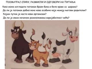 ПОСМАТРАЈ СЛИКУ, РАЗМИСЛИ И ОДГОВОРИ НА ПИТАЊА
Како може изгледати потомак браон бика и беле краве са шарама?
Да ли је потомак добио неке нове особине које немају његови родитељи?
Којим путем је насто нови организам?
Да ли је овим начином размножавања варијабилност већа?
 