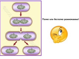 Полно или бесполно размножавање?
 