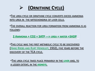  (ORNITHINE CYCLE)
•THE UREA CYCLE OR ORNITHINE CYCLE CONVERTS EXCESS AMMONIA
INTO UREA IN THE MITOCHONDRIA OF LIVER CELLS.
•THE OVERALL REACTION FOR UREA FORMATION FROM AMMONIA IS AS
FOLLOWS:
2 AMMONIA + CO2 + 3ATP ---> UREA + WATER +3ADP
•THIS CYCLE WAS THE FIRST METABOLIC CYCLE TO BE DISCOVERED
(HANS KREBS AND KURT HENSELEIT, 1932), FIVE YEARS BEFORE THE
DISCOVERY OF THE TCA CYCLE.
•THE UREA CYCLE TAKES PLACE PRIMARILY IN THE LIVER AND, TO
A LESSER EXTENT, IN THE KIDNEYS.
 