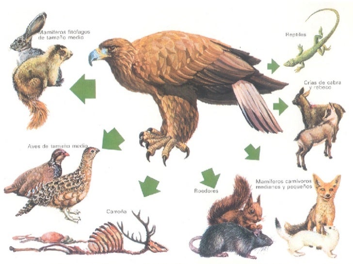 Varios La Cadena TróFica