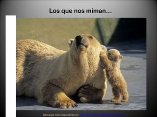 Los que nos miman… Descarga más Diapositivas en:  http://www.RenuevoDePlenitud.com 