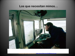 Los que necesitan mimos… Descarga más Diapositivas en:  http://www.RenuevoDePlenitud.com 