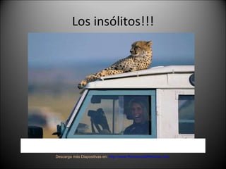 Los insólitos!!! Descarga más Diapositivas en:  http://www.RenuevoDePlenitud.com 