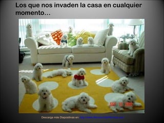 Los que nos invaden la casa en cualquier momento… Descarga más Diapositivas en:  http://www.RenuevoDePlenitud.com 