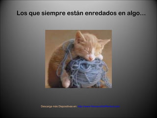 Los que siempre están enredados en algo… Descarga más Diapositivas en:  http://www.RenuevoDePlenitud.com 