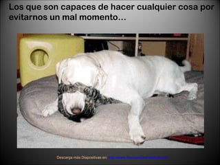 Los que son capaces de hacer cualquier cosa por evitarnos un mal momento… Descarga más Diapositivas en:  http://www.RenuevoDePlenitud.com 