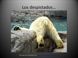 Los despistados… Descarga más Diapositivas en:  http://www.RenuevoDePlenitud.com 