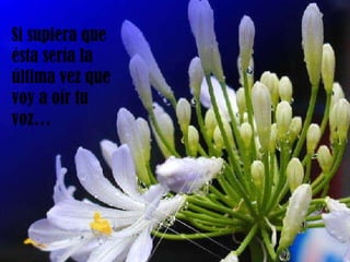 Si supiera que ésta sería la última vez que voy a oír tu voz… 