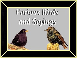 Various Birds and Sayings 