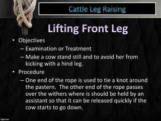 • Objectives
– Examination or Treatment
– Make a cow stand still and to avoid her from
kicking with a hind leg.
• Procedure
– One end of the rope is used to tie a knot around
the pastern. The other end of the rope passes
over the withers where is should be held by an
assistant so that it can be released quickly if the
cow starts to go down.
 