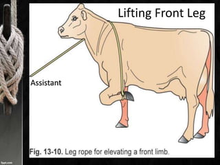 Assistant
Lifting Front Leg
 