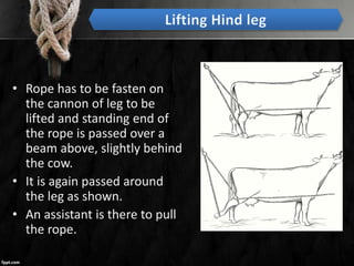 • Rope has to be fasten on
the cannon of leg to be
lifted and standing end of
the rope is passed over a
beam above, slightly behind
the cow.
• It is again passed around
the leg as shown.
• An assistant is there to pull
the rope.
 